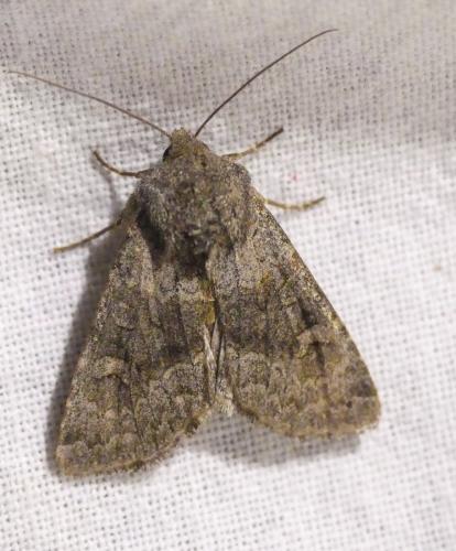 Réf. 193 521 : Aporophyla lueneburgensis